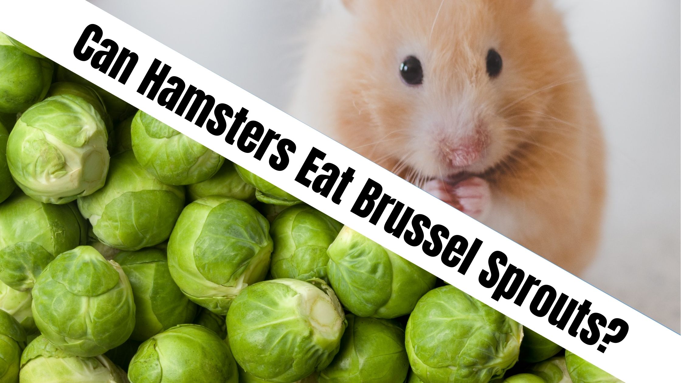 Can Hamsters Eat Brussel Sprouts?