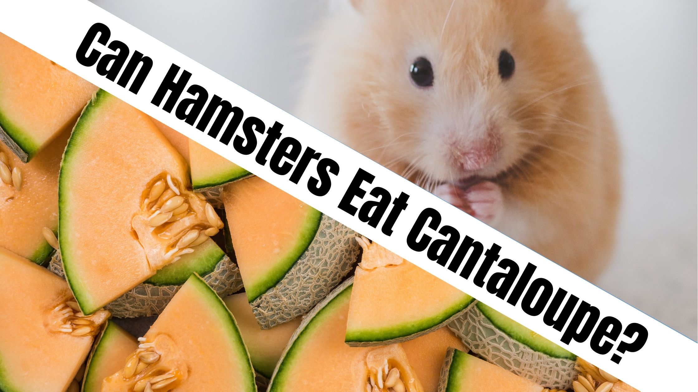 Can Hamsters Eat Cantaloupe?