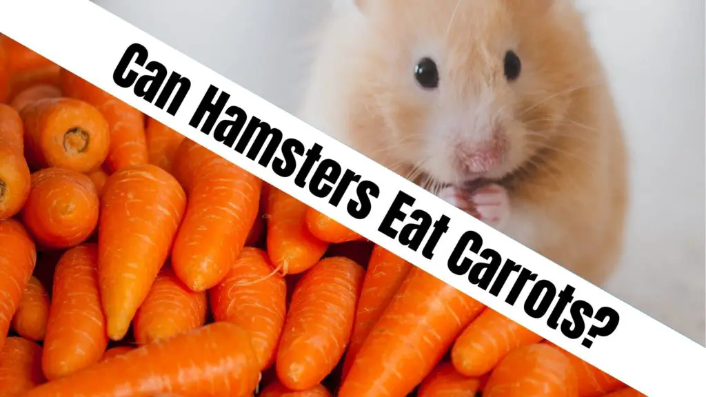 Can Hamsters Eat Carrots?