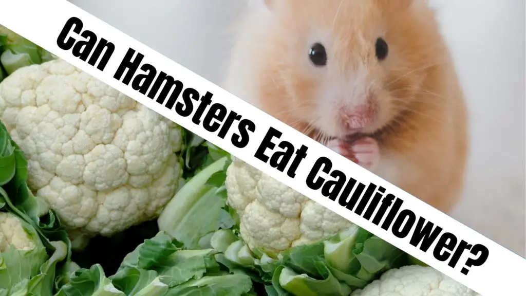 Can Hamsters Eat Cauliflower?