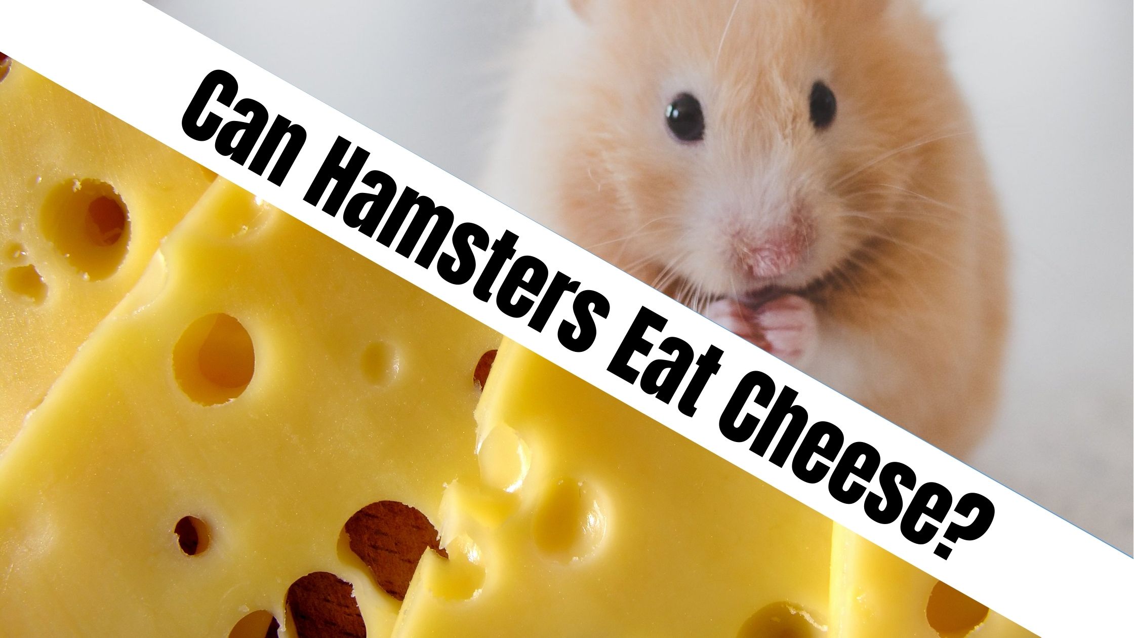 Can Hamsters Eat Cheese?