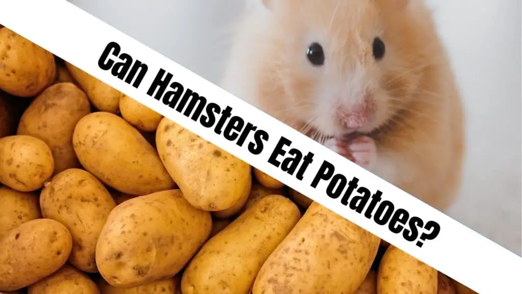 Can Hamsters Eat Potatoes?