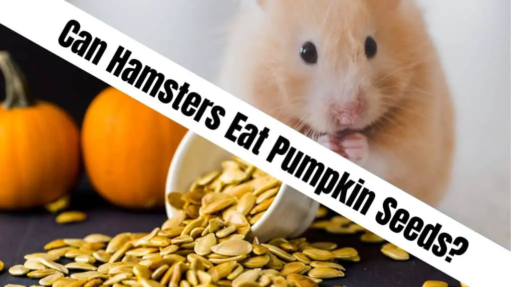 Can Hamsters Eat Pumpkin Seeds?