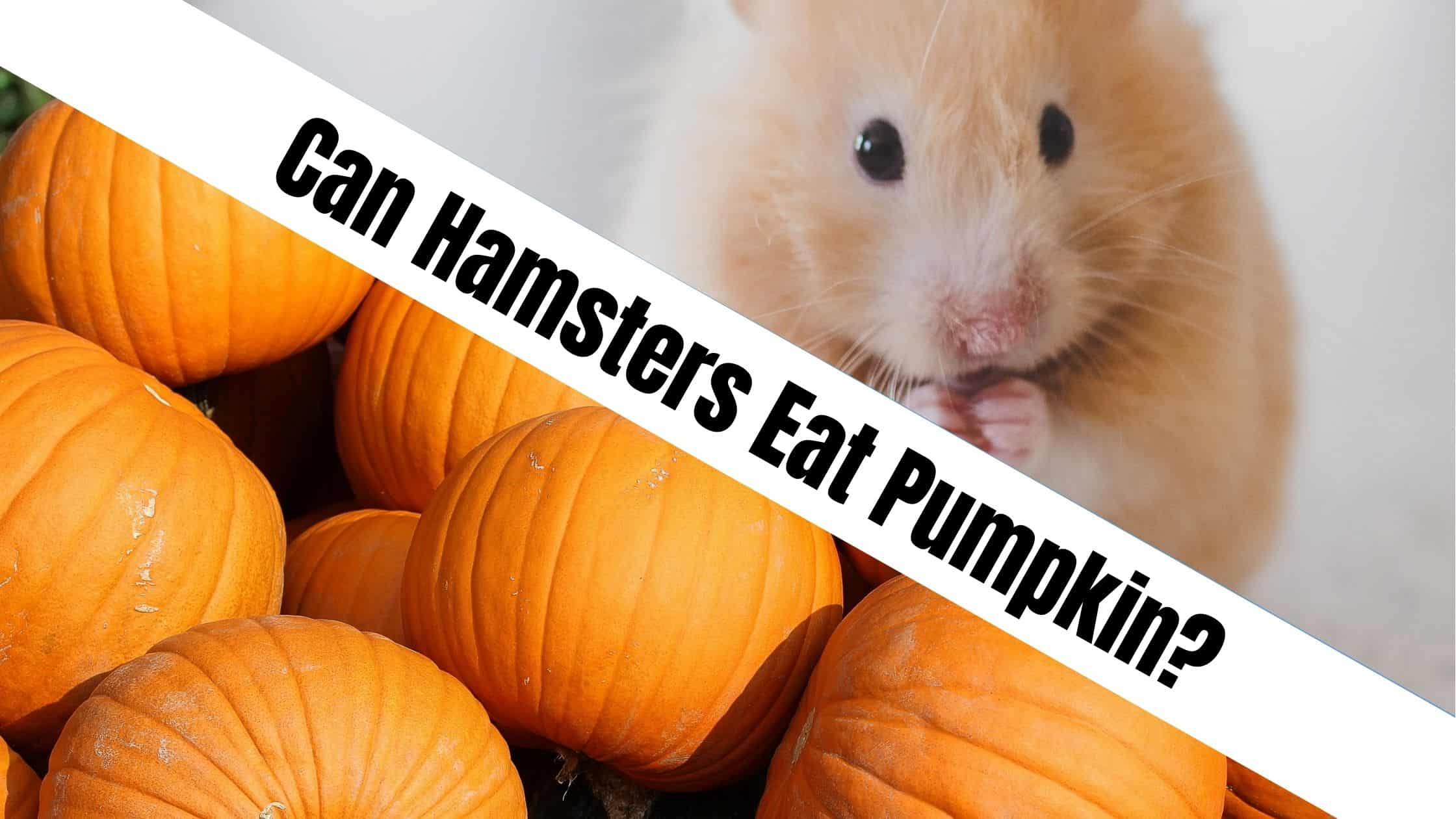 Can Hamsters Eat Pumpkin?