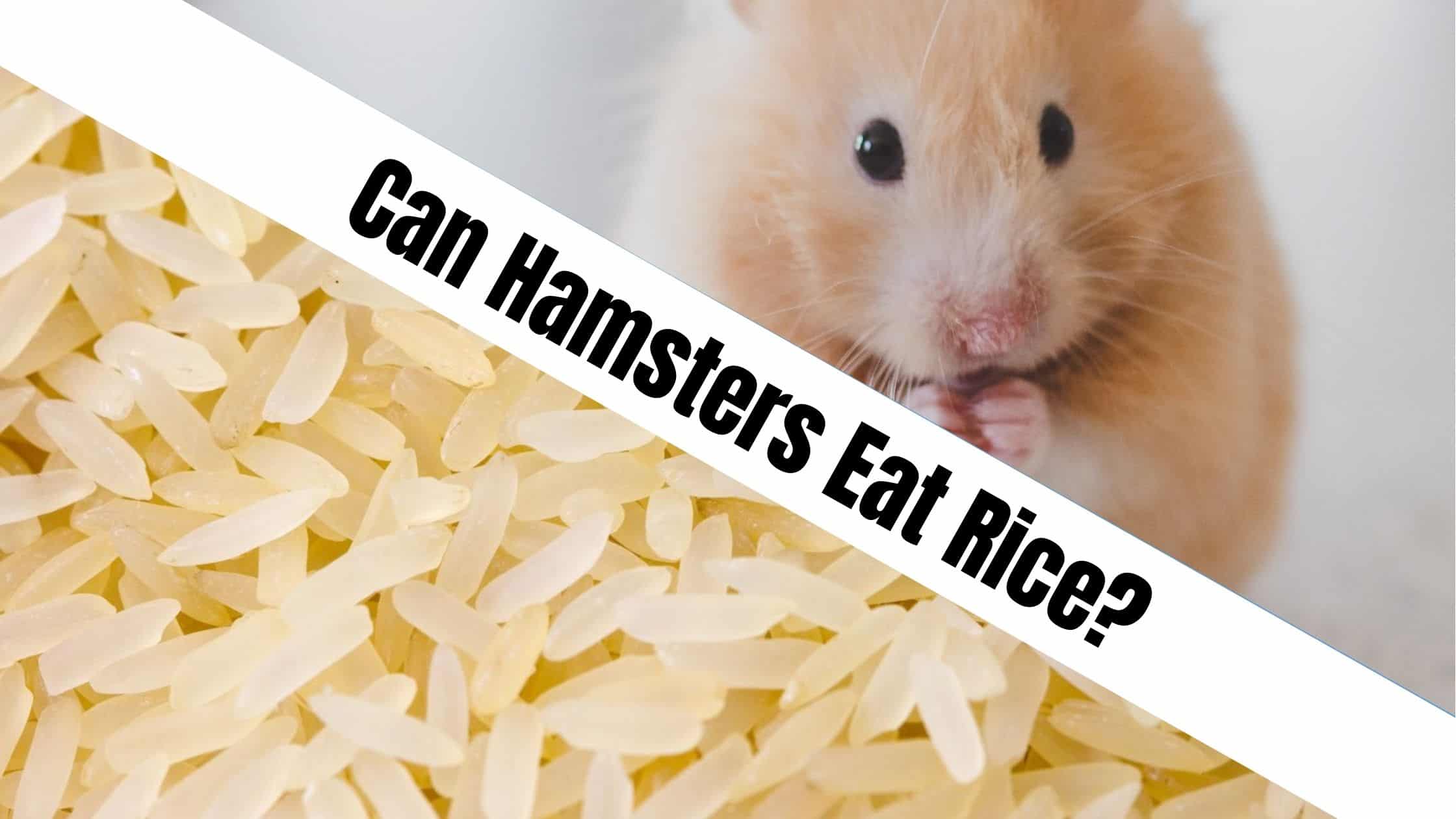 Can Hamsters Eat Rice?