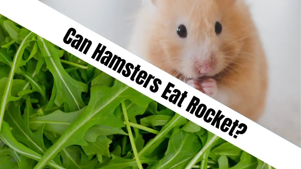 Can Hamsters Eat Rocket?