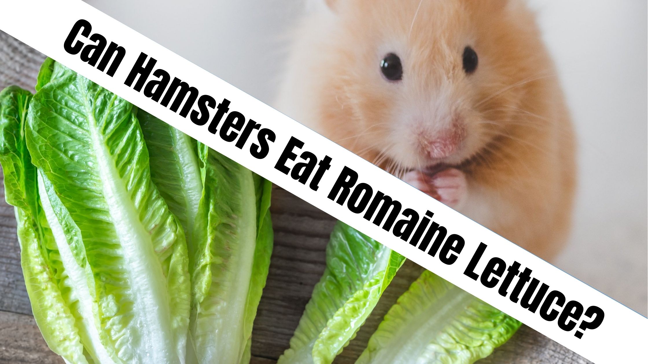 Can Hamsters Eat Romaine Lettuce?