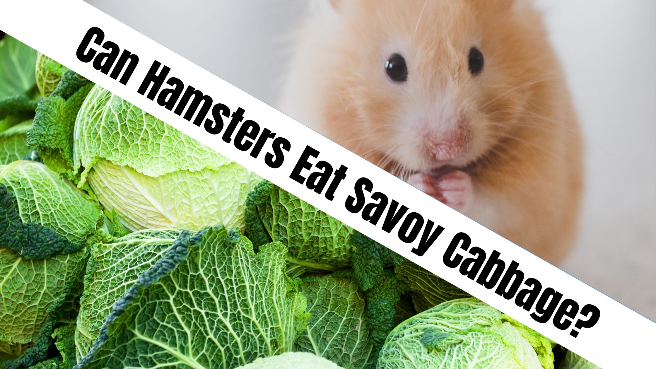 Can Hamsters Eat Savoy Cabbage?