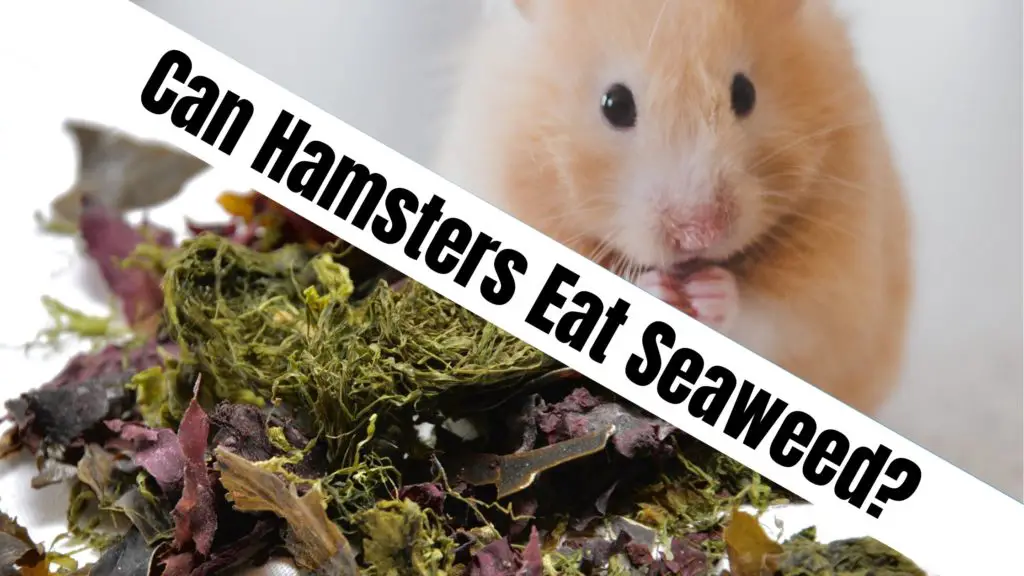 Can Hamsters Eat Seaweed?