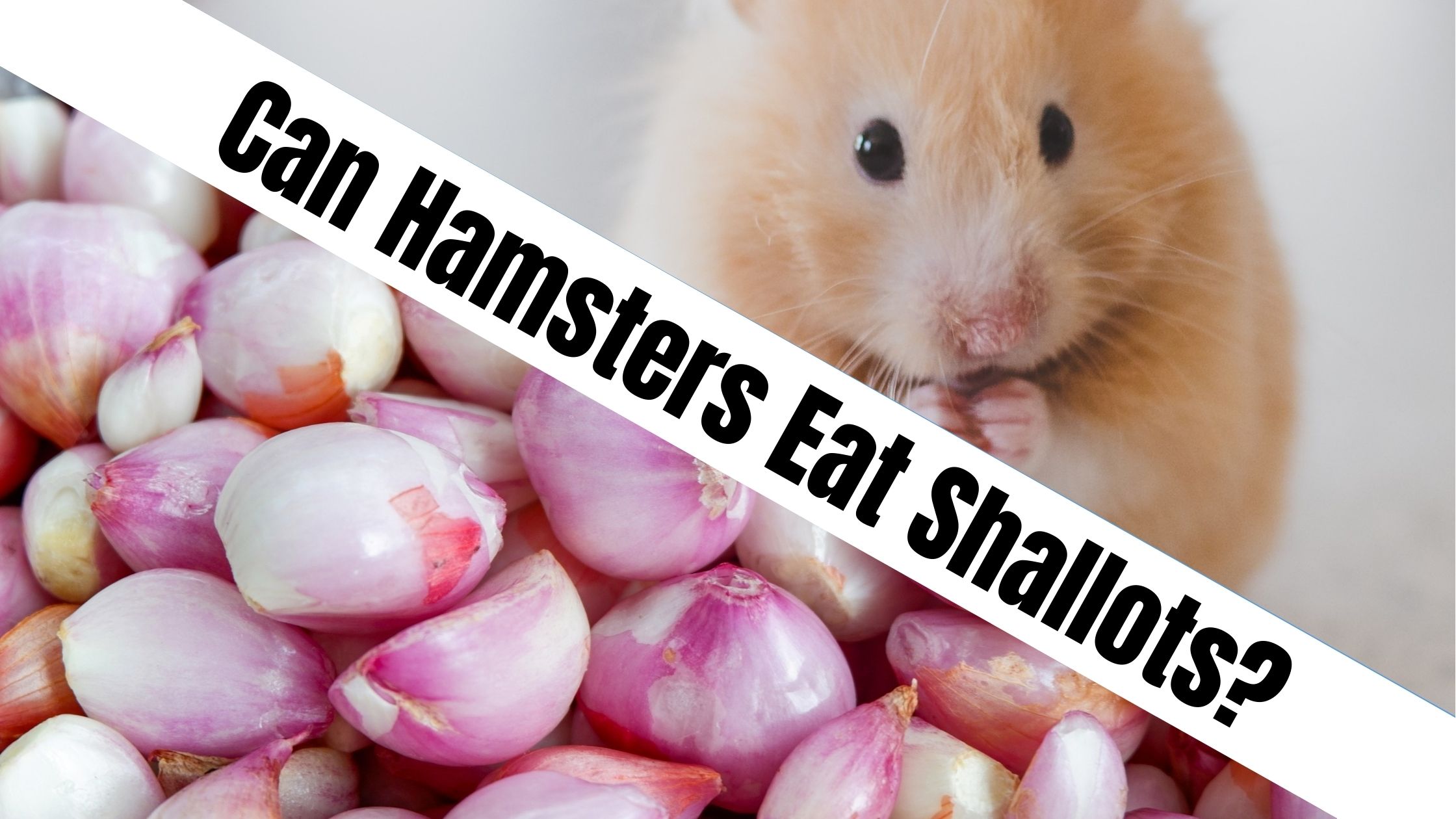 Can Hamsters Eat Shallots?