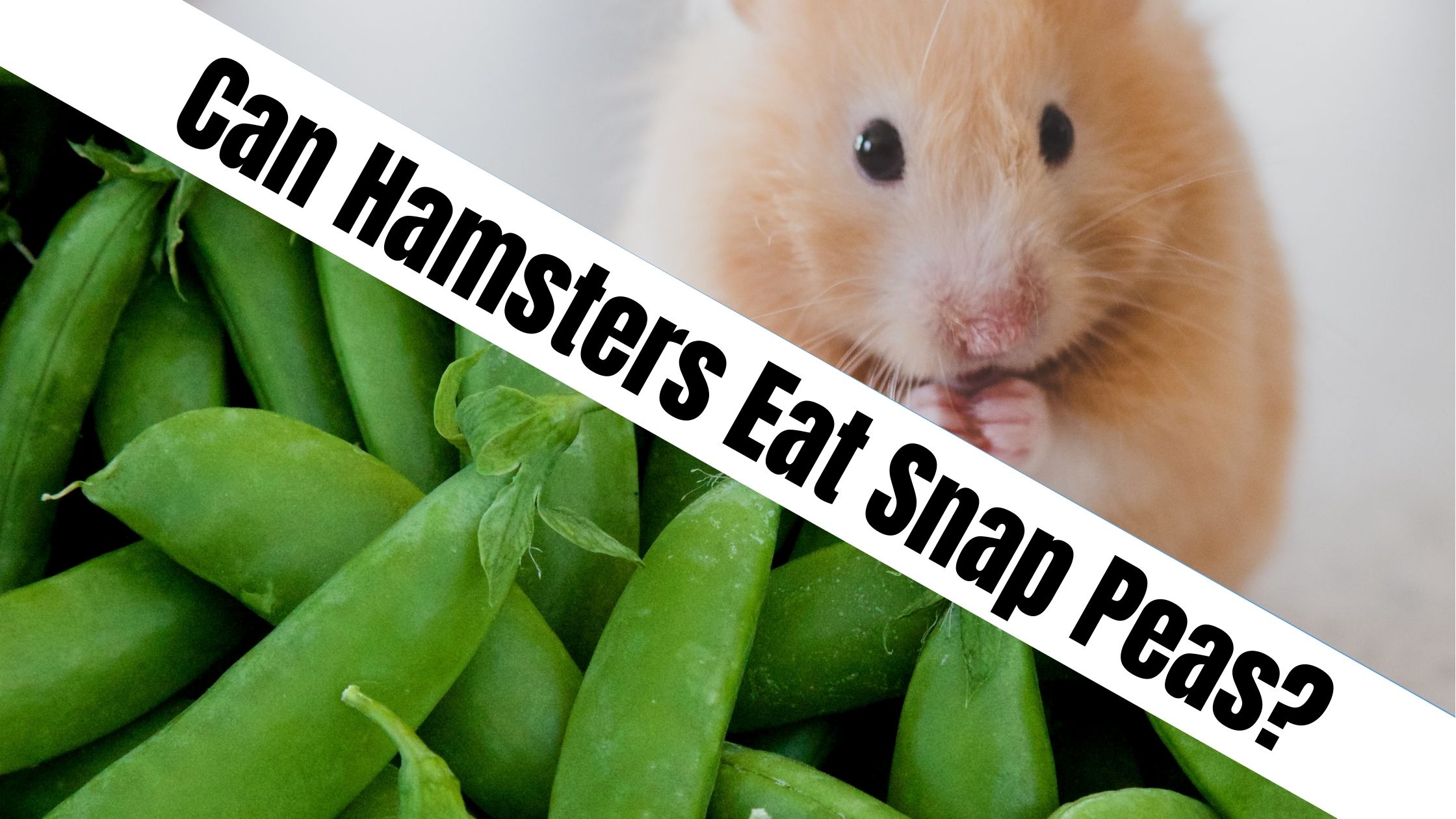 Can Hamsters Eat Snap Peas?