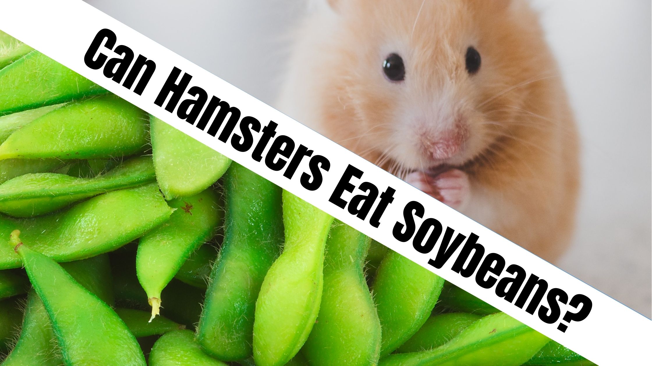 Can Hamsters Eat Soybeans?