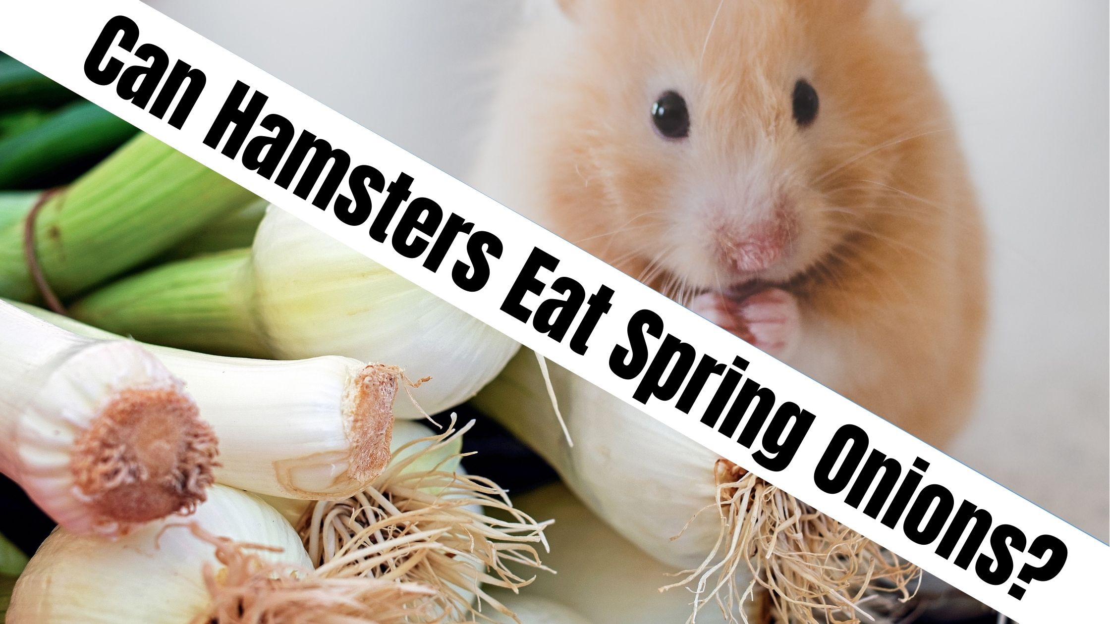 Can Hamsters Eat Spring Onions?