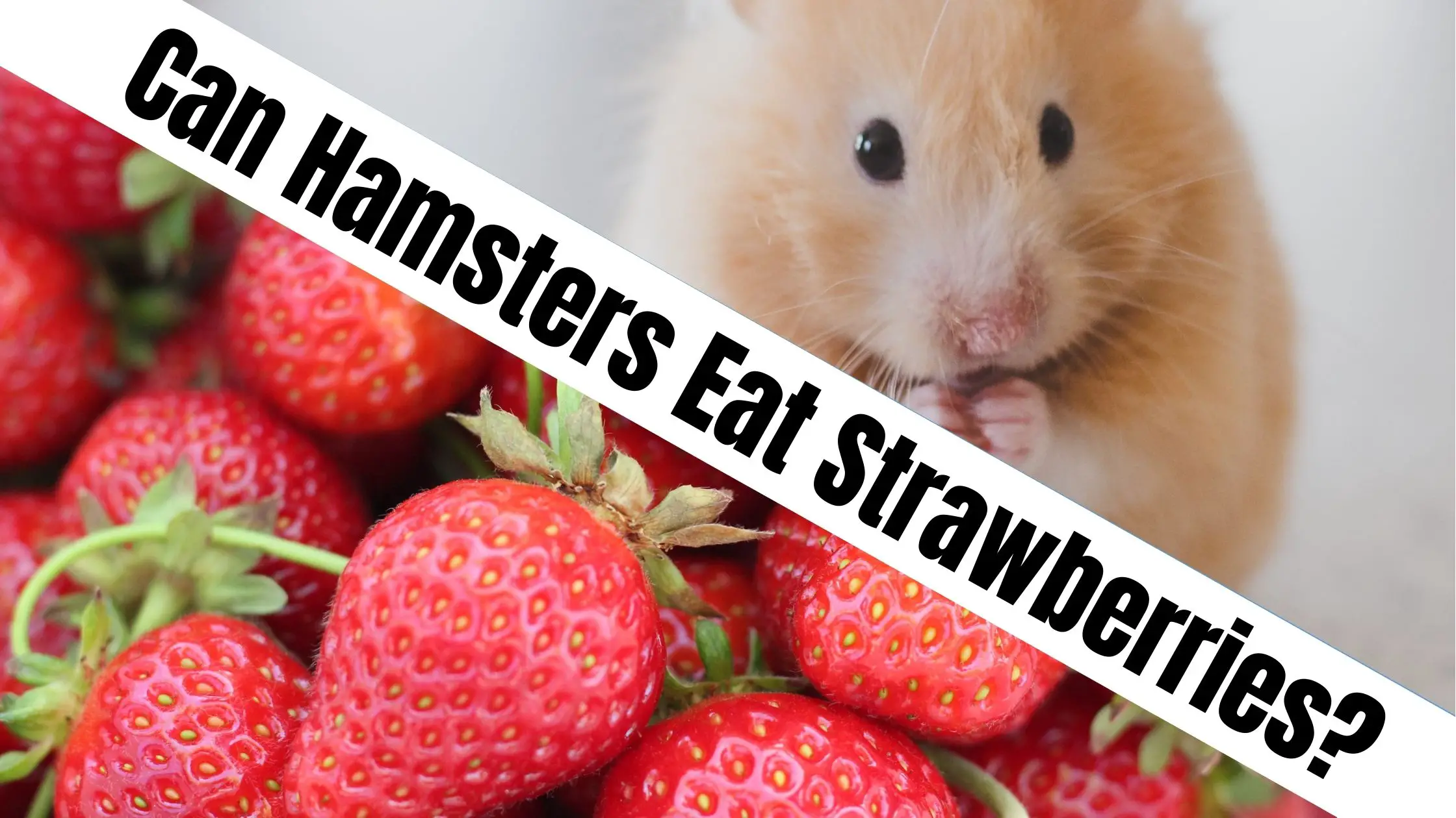 Can Hamsters Eat Strawberries?