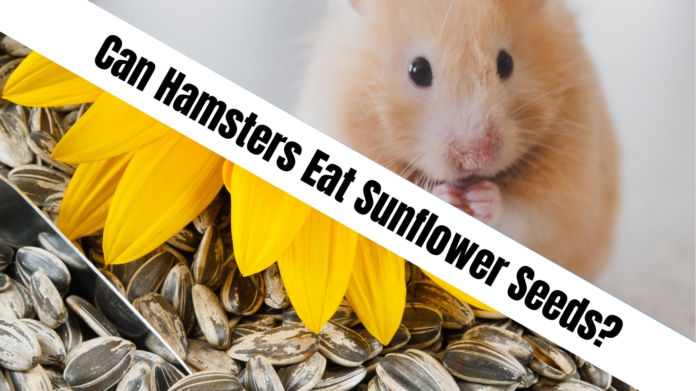 Can Hamsters Eat Sunflower Seeds? Let's Find Out!