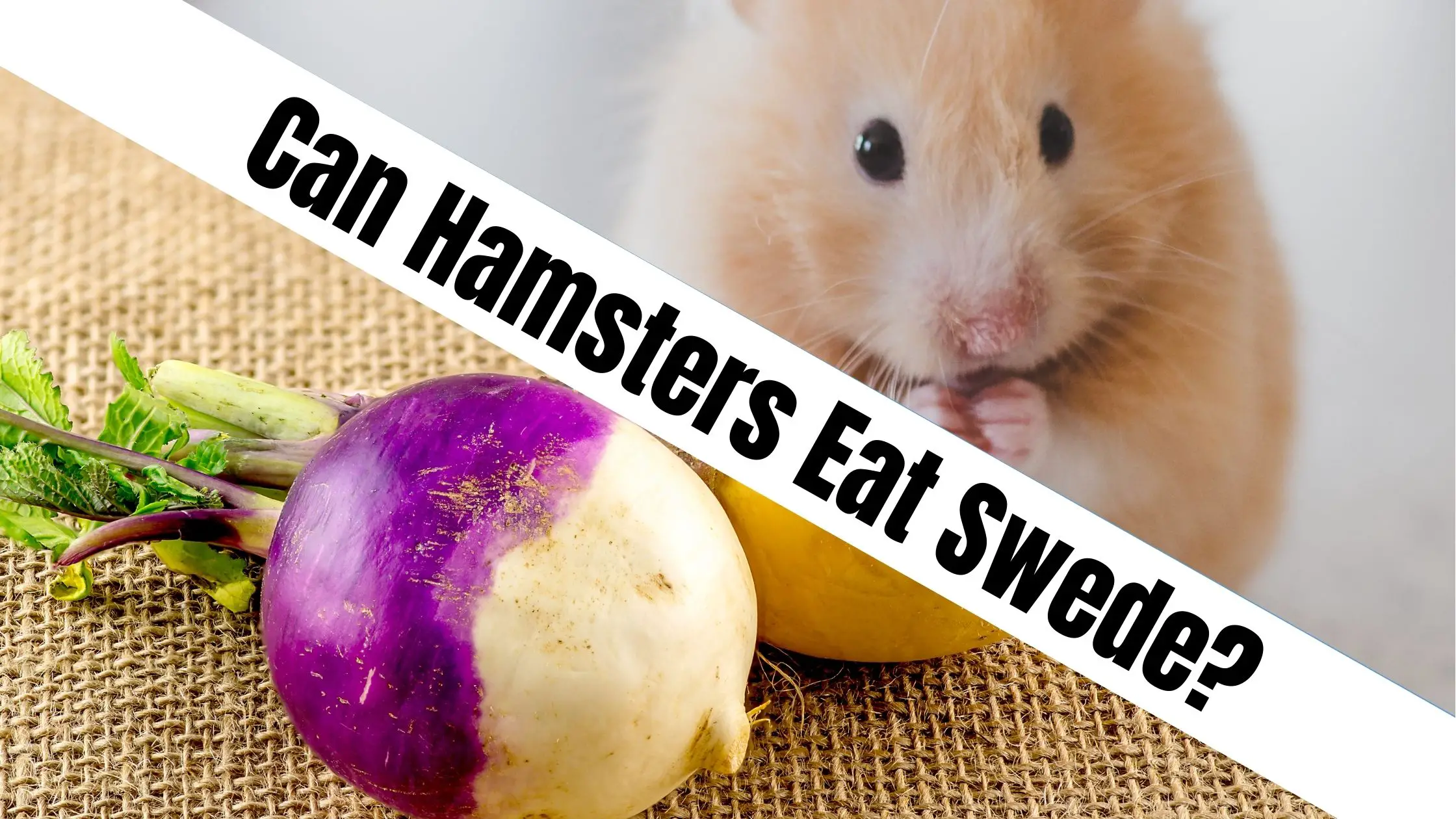 Can Hamsters Eat Swede?