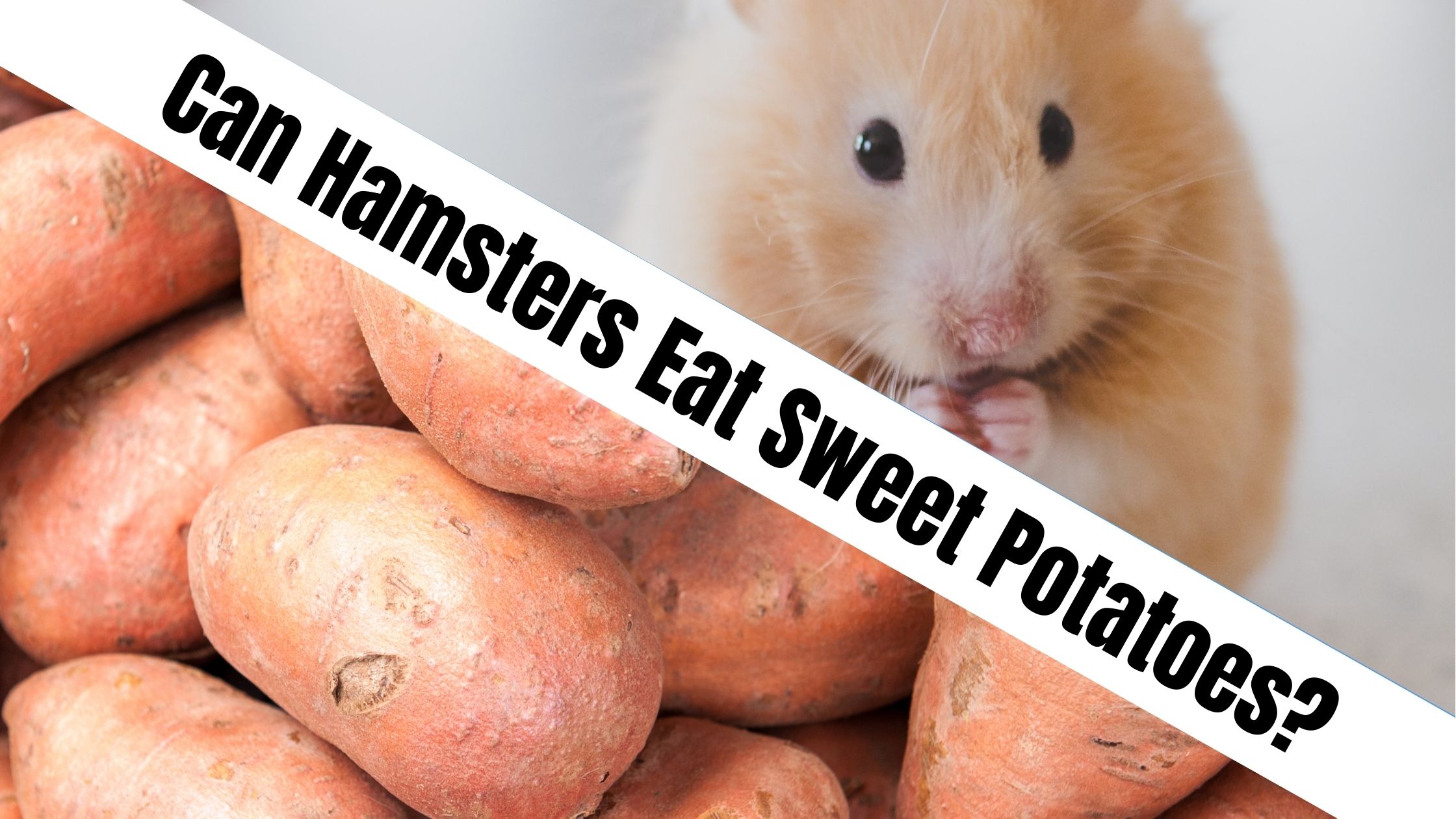Can Hamsters Eat Sweet Potatoes?