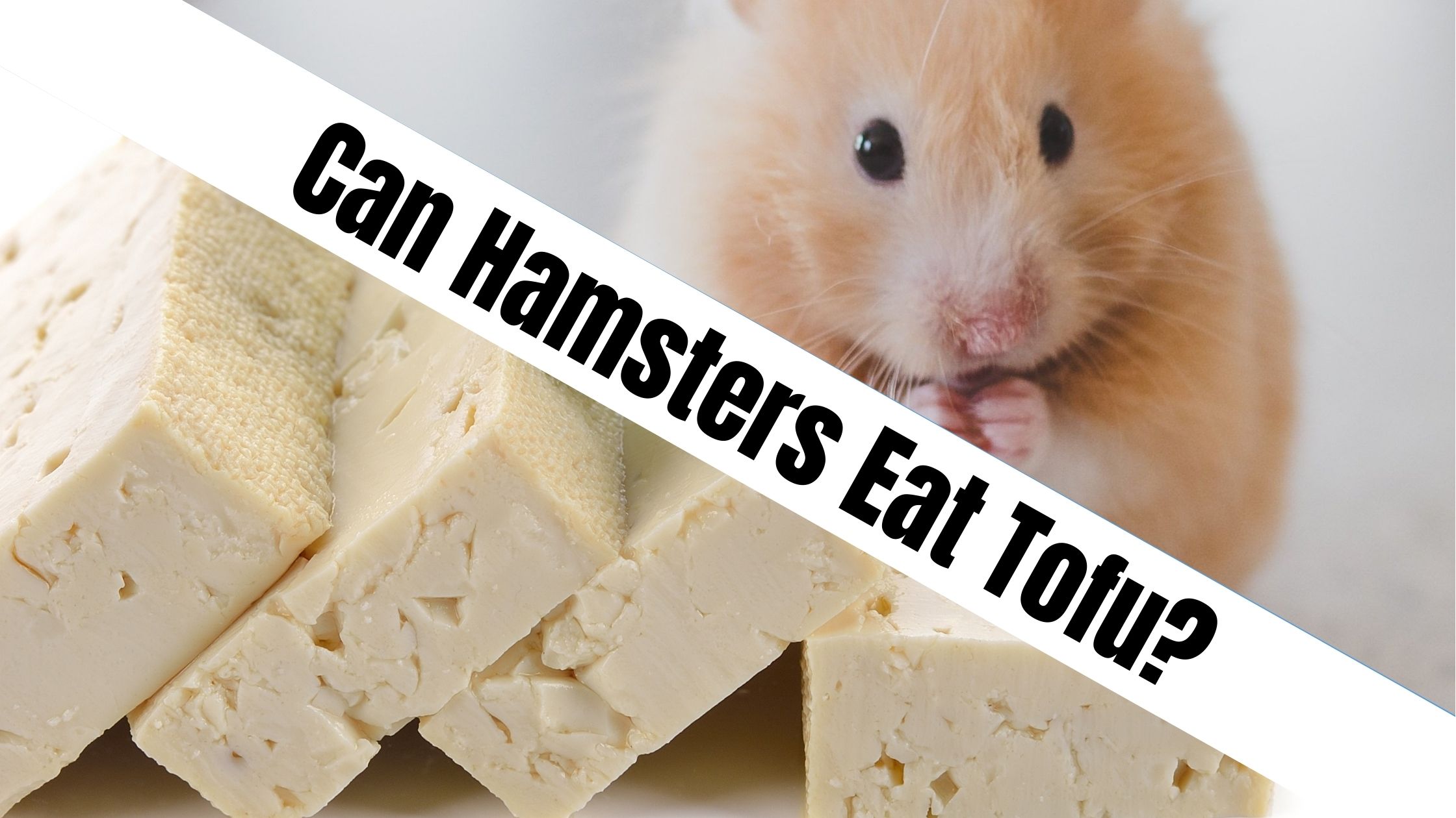 Can Hamsters Eat Tofu?