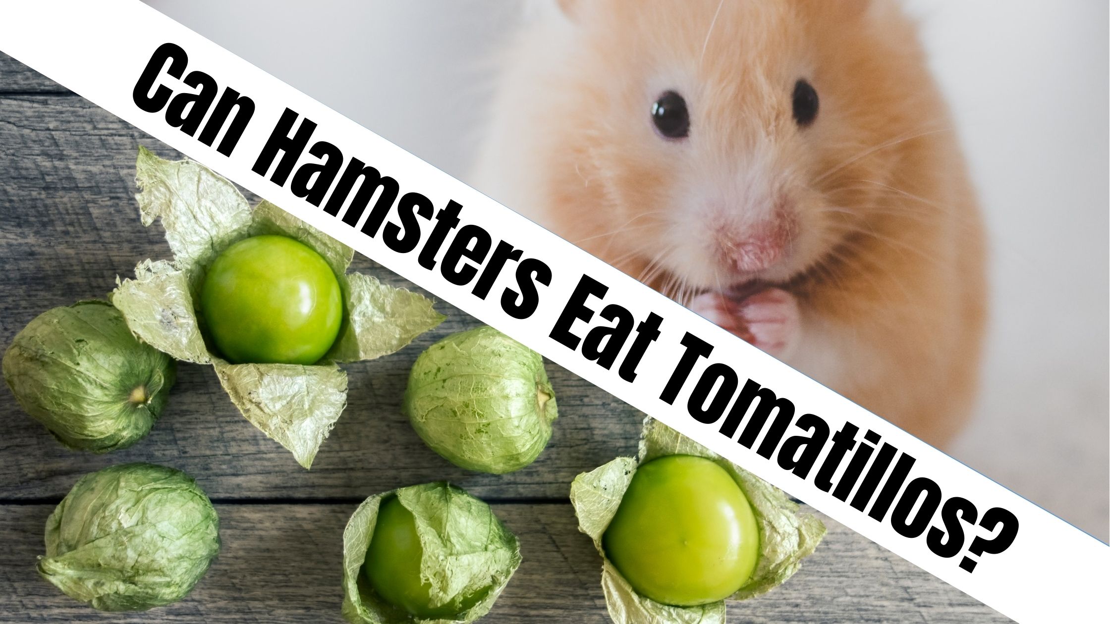 Can Hamsters Eat Tomatillos?