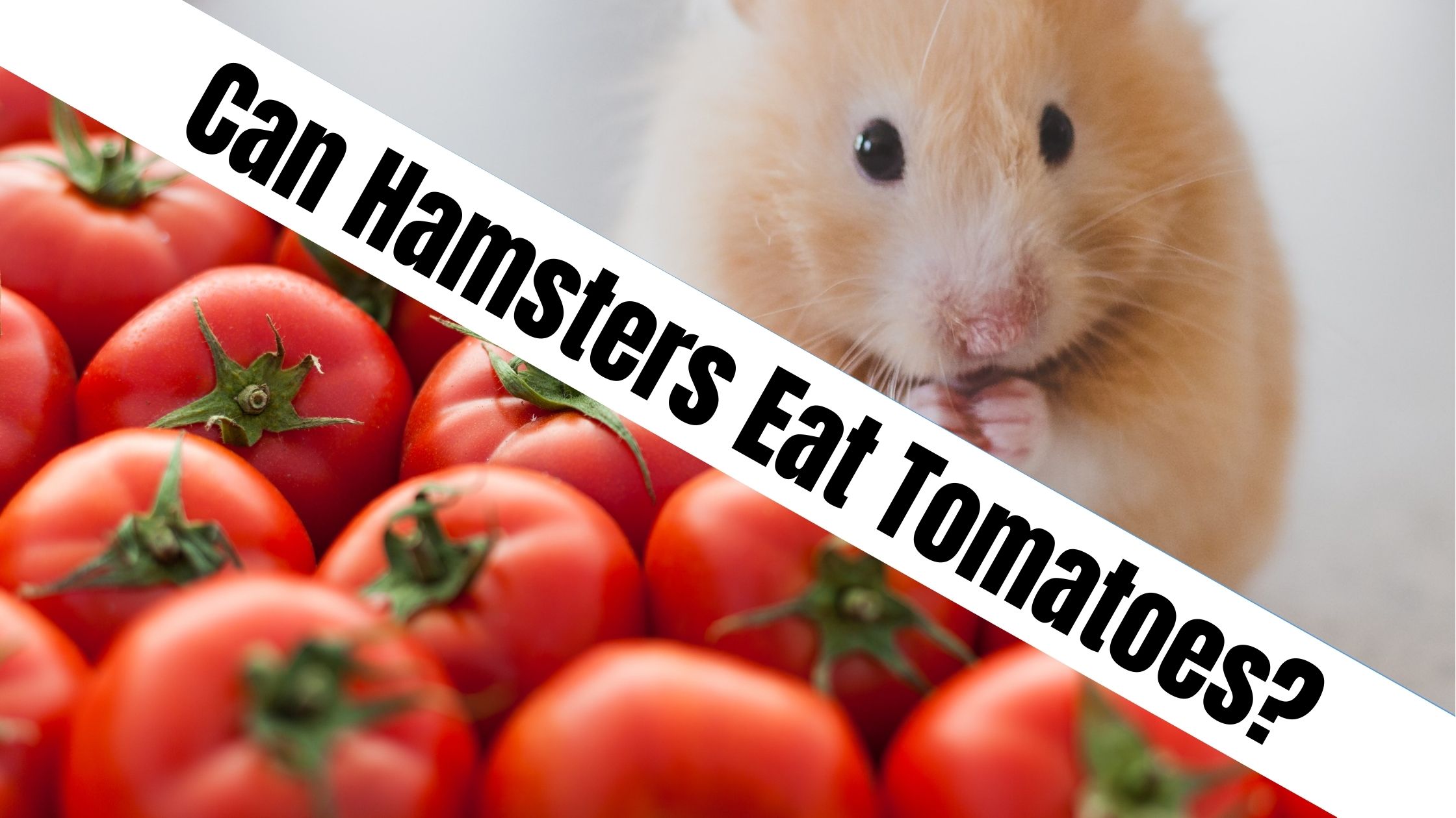 Can Hamsters Eat Tomatoes?