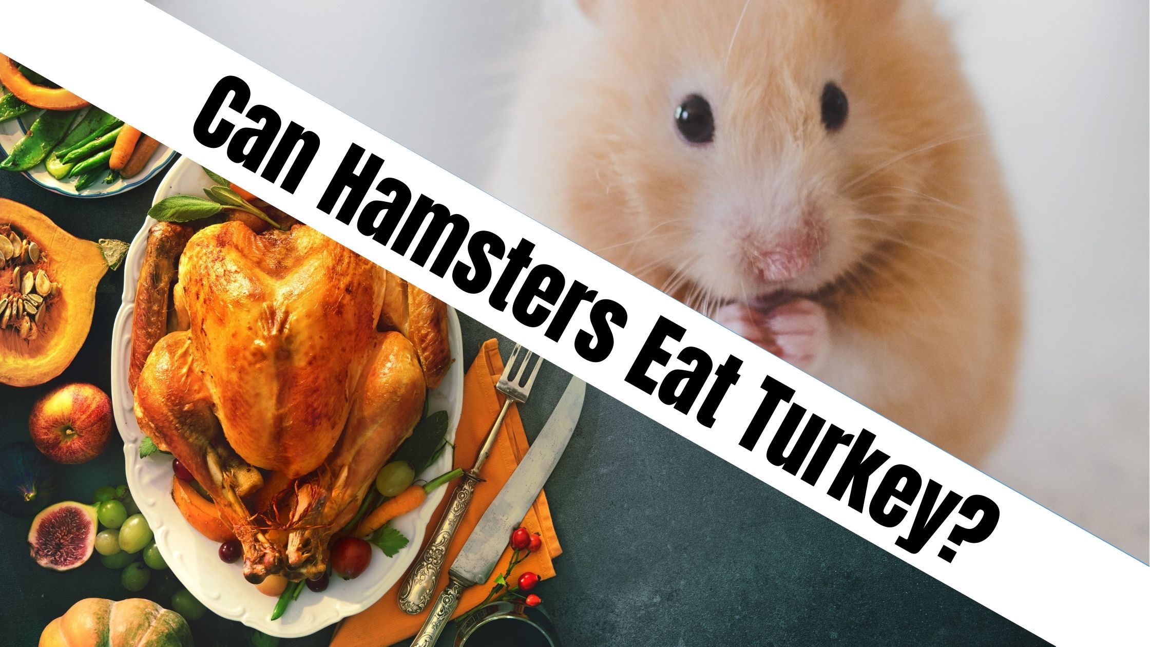 Can Hamsters Eat Turkey?