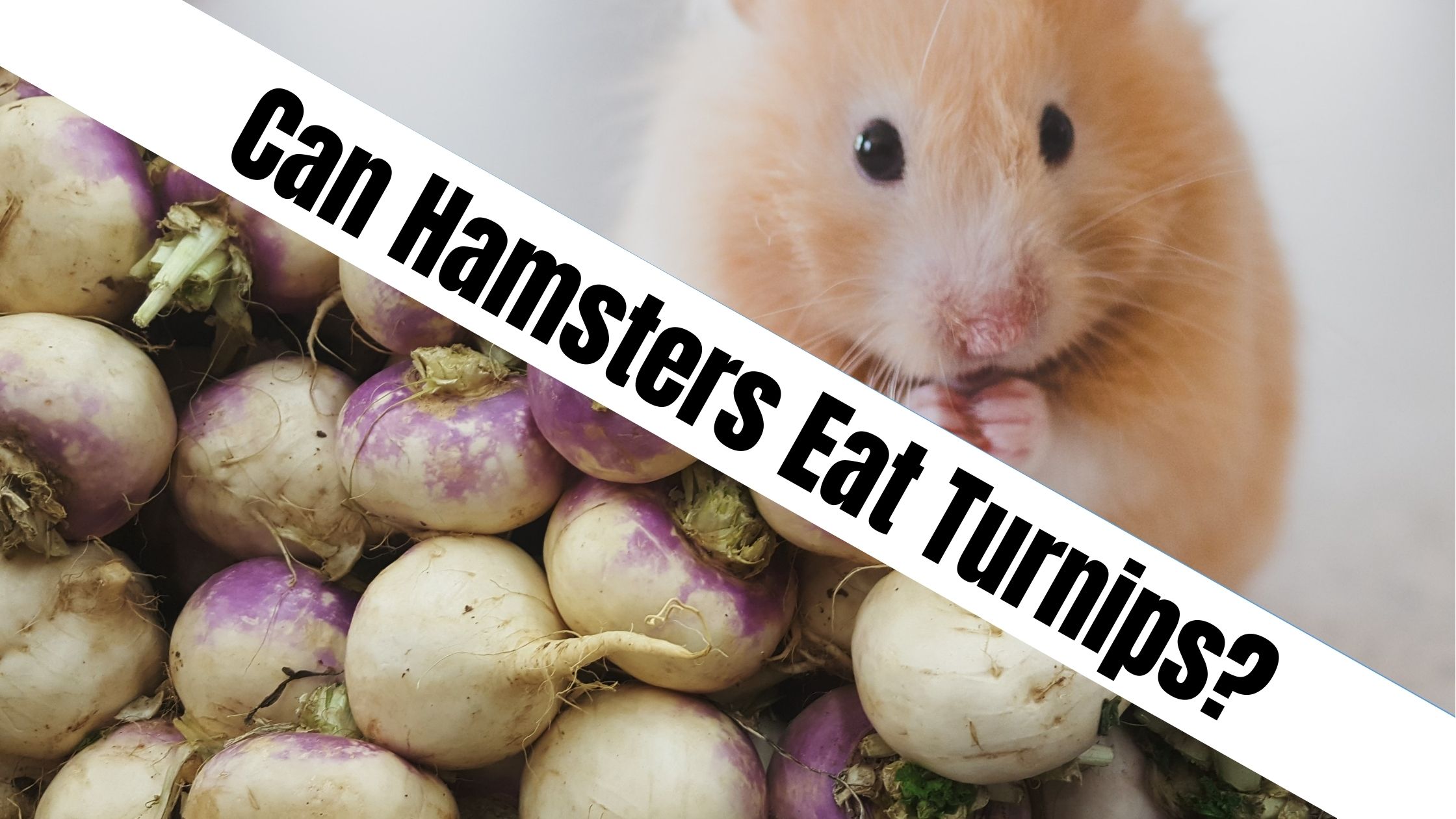 Can Hamsters Eat Turnips?