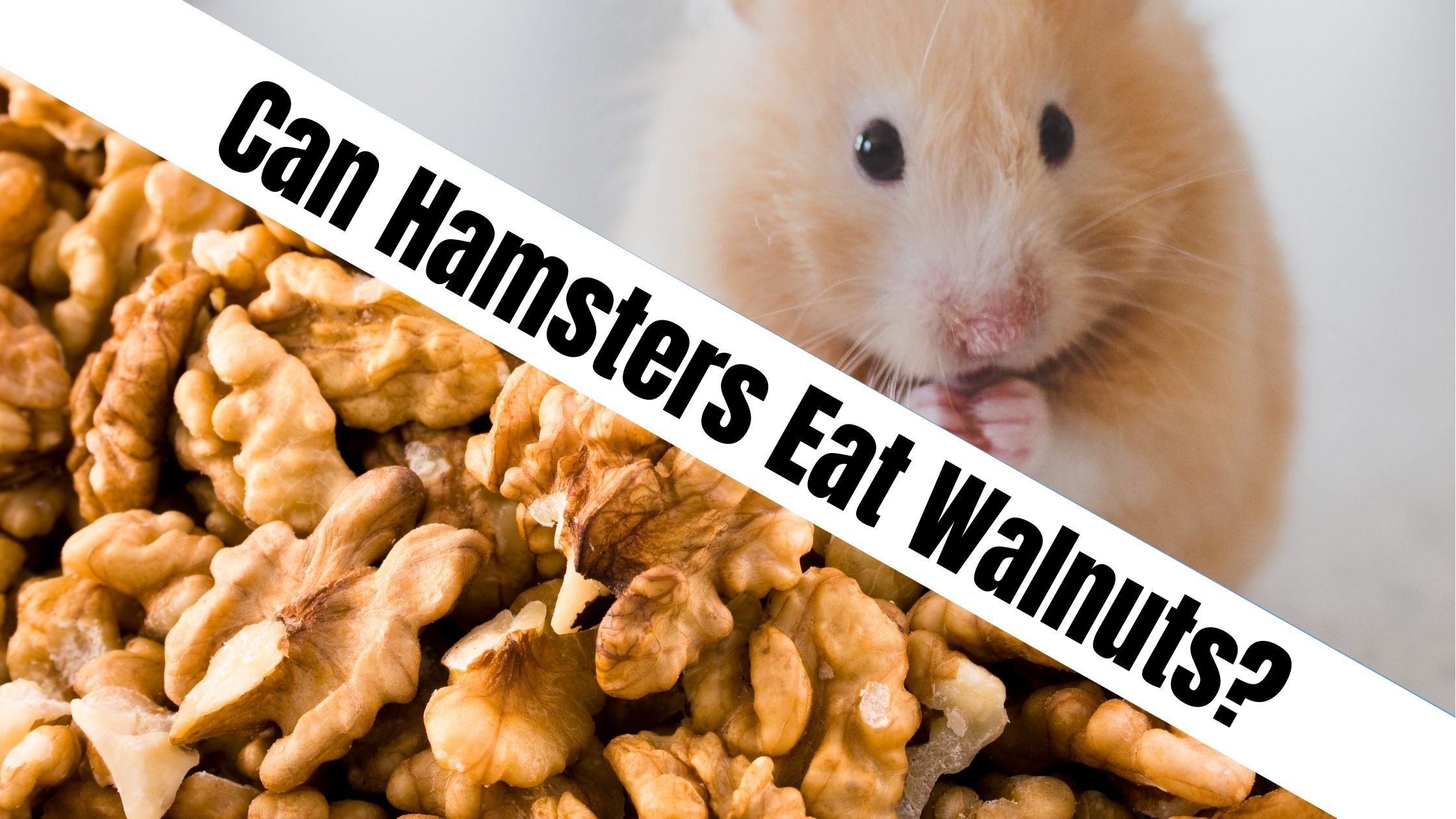 Can Hamsters Eat Walnuts?