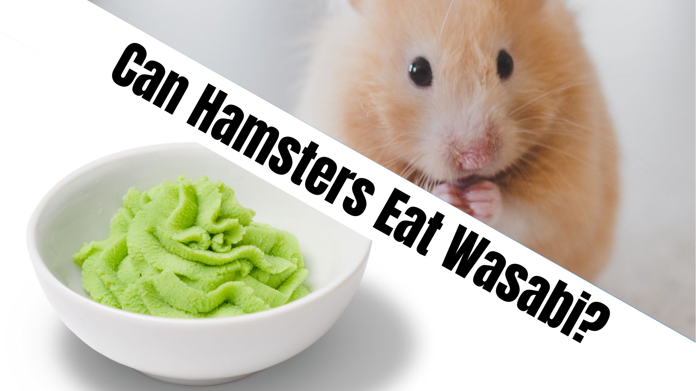 Can Hamsters Eat Wasabi?