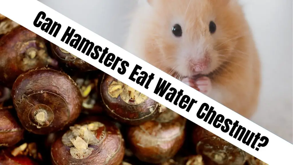 Can Hamsters Eat Water Chestnut?