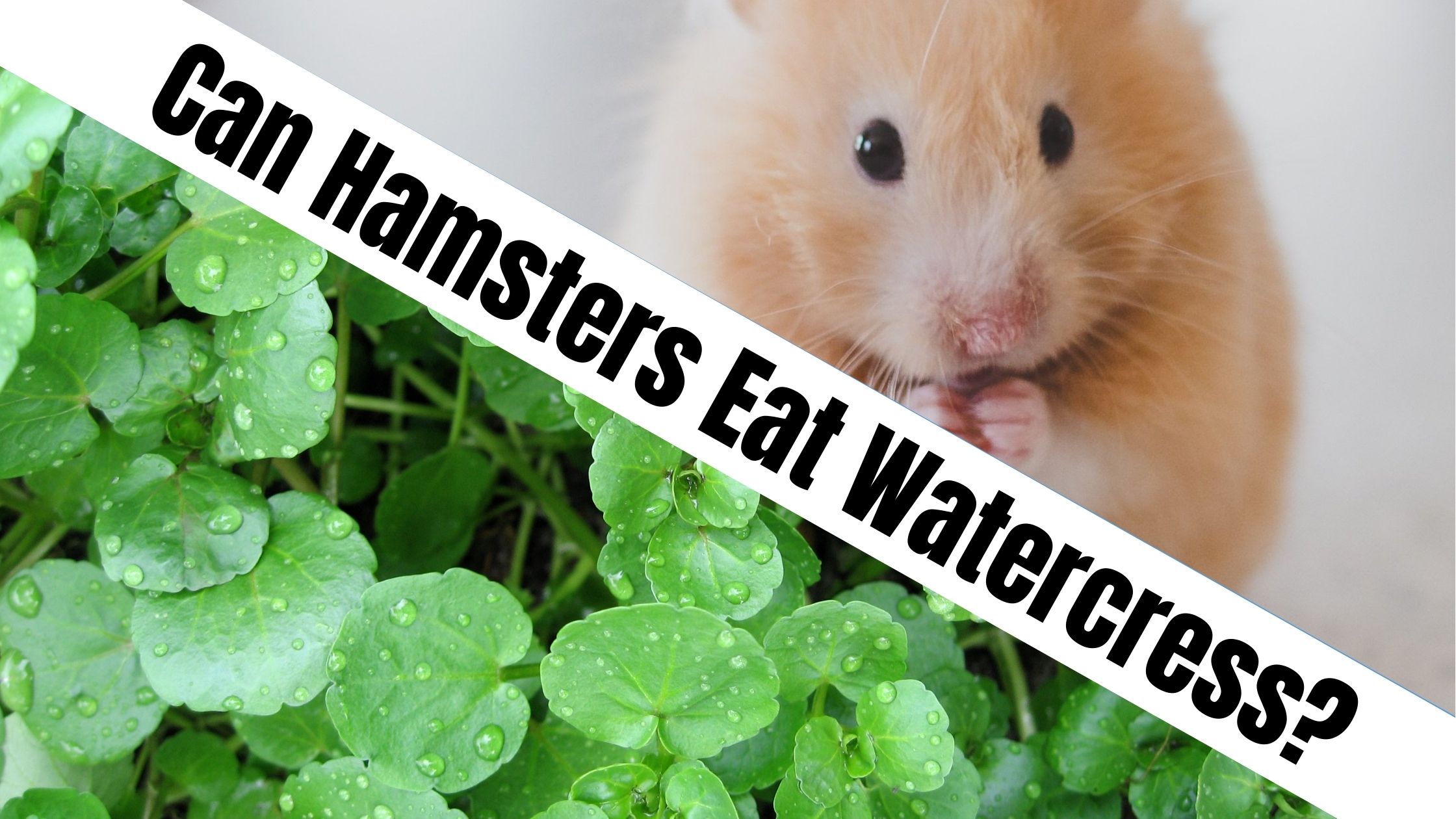 Can Hamsters Eat Watercress?