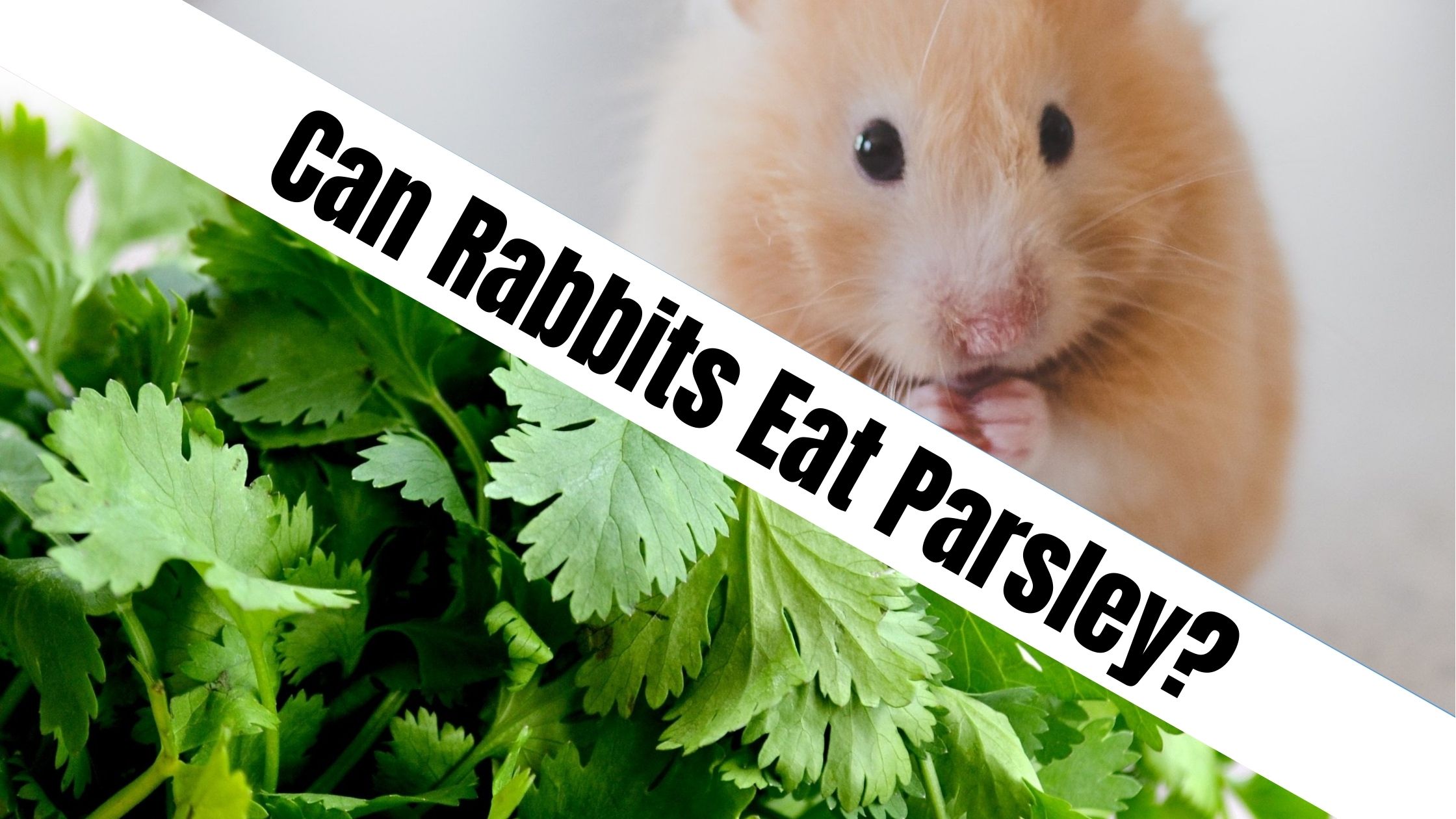 Can Rabbits Eat Parsley? - NatureFAQ