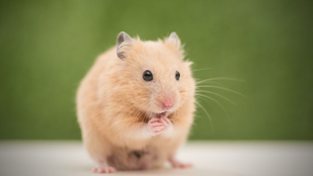 Can Hamsters Eat Spinach?