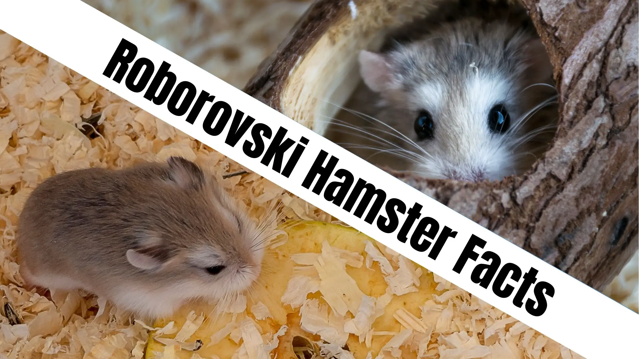 Roborovski Hamster Facts: 15 Fascinating Facts About Robos!