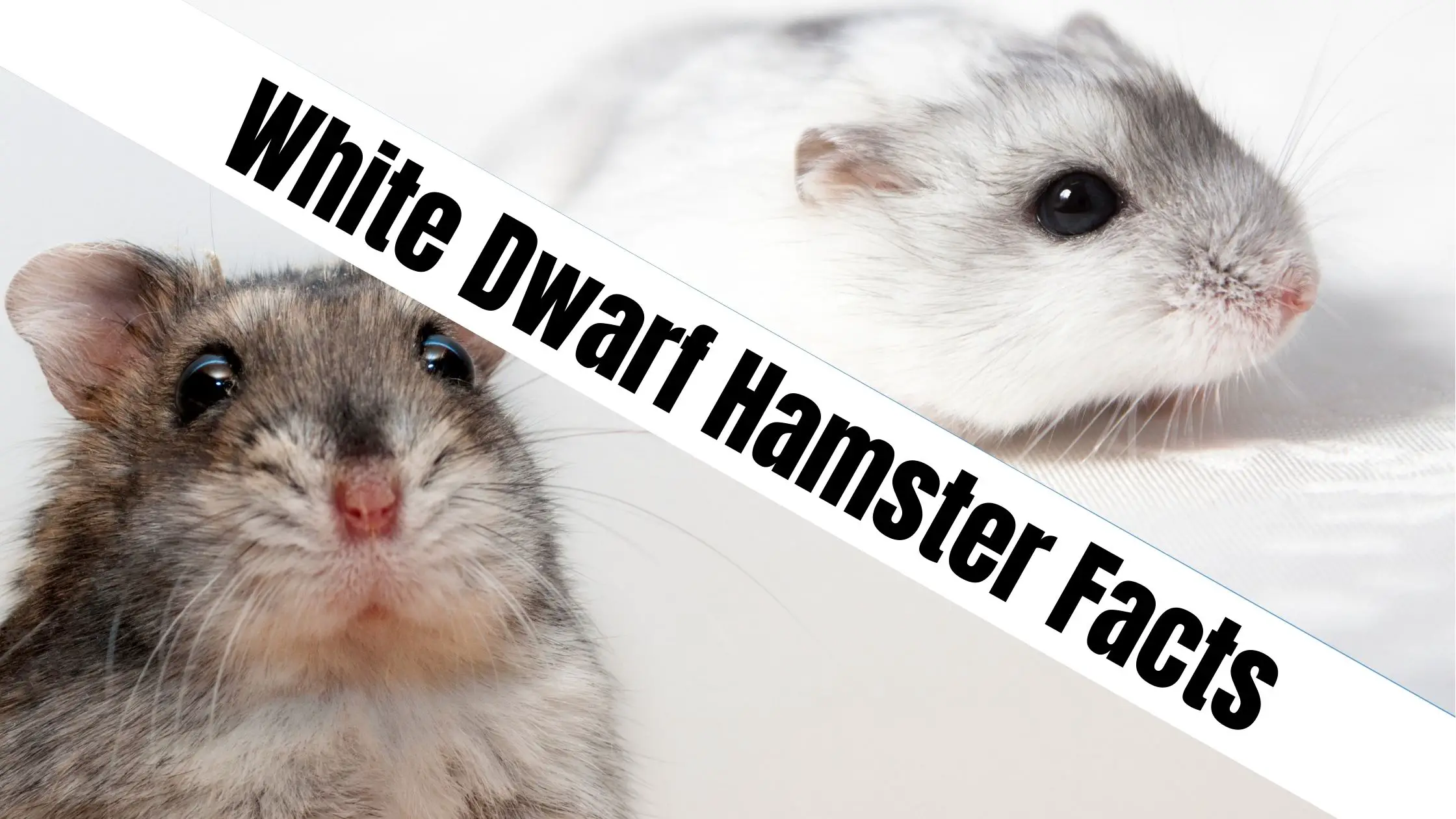 Tiny, But Mighty: Winter White Dwarf Hamster Facts