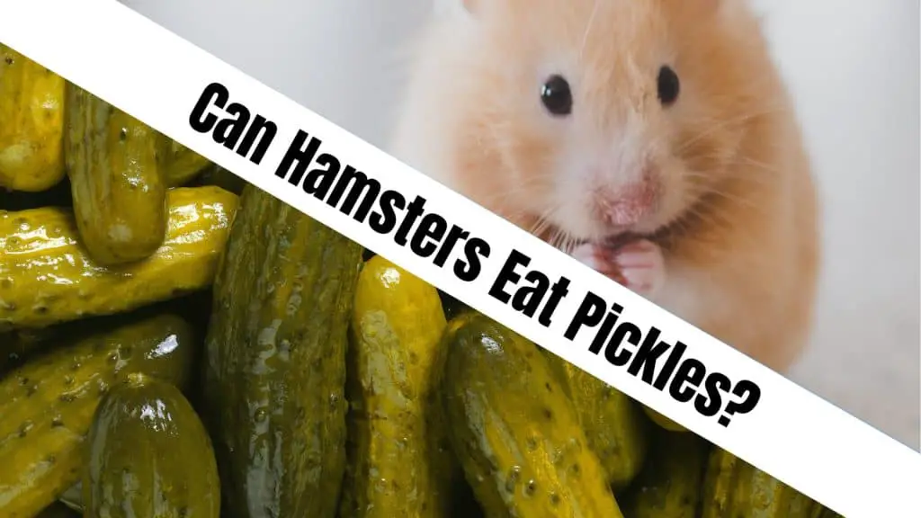Can Hamsters Eat Pickles?