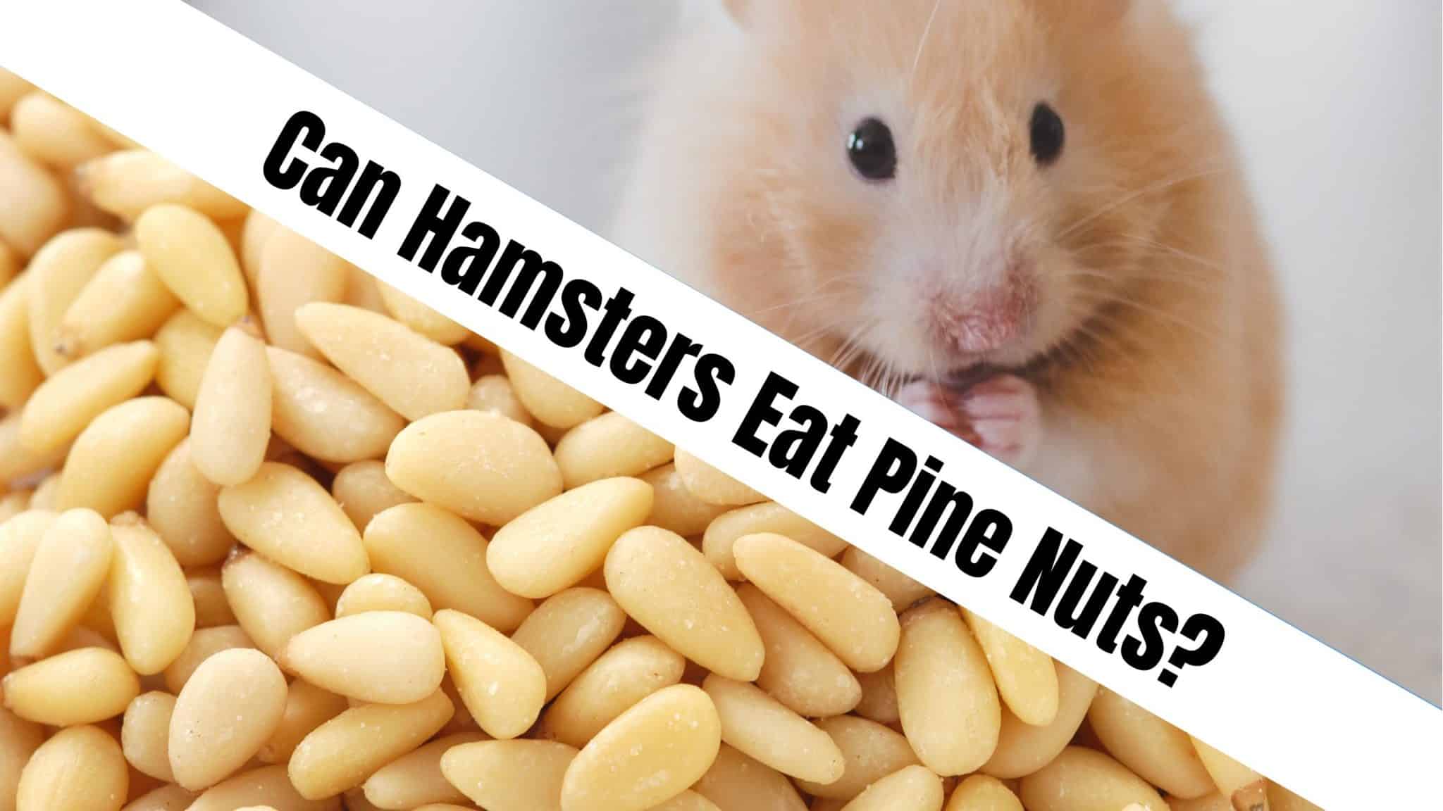 Can Hamsters Eat Pine Nuts? Let's Find Out!