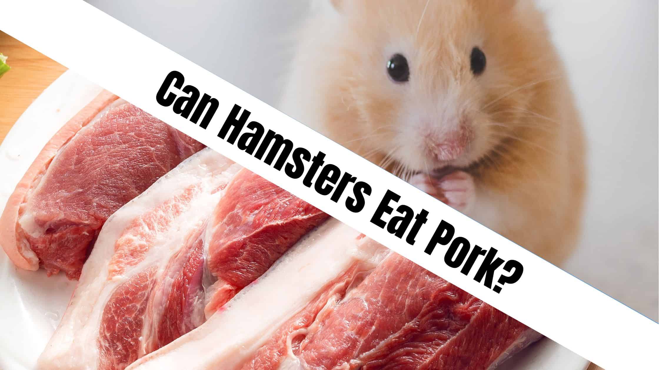 Can Hamsters Eat Pork?