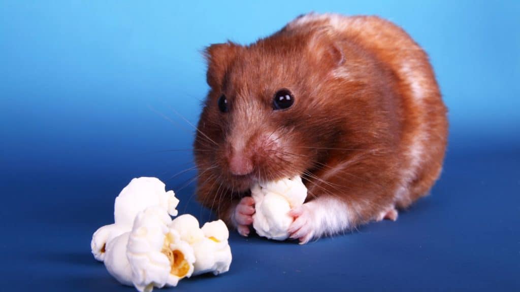 Can Hamsters Eat Popcorn?