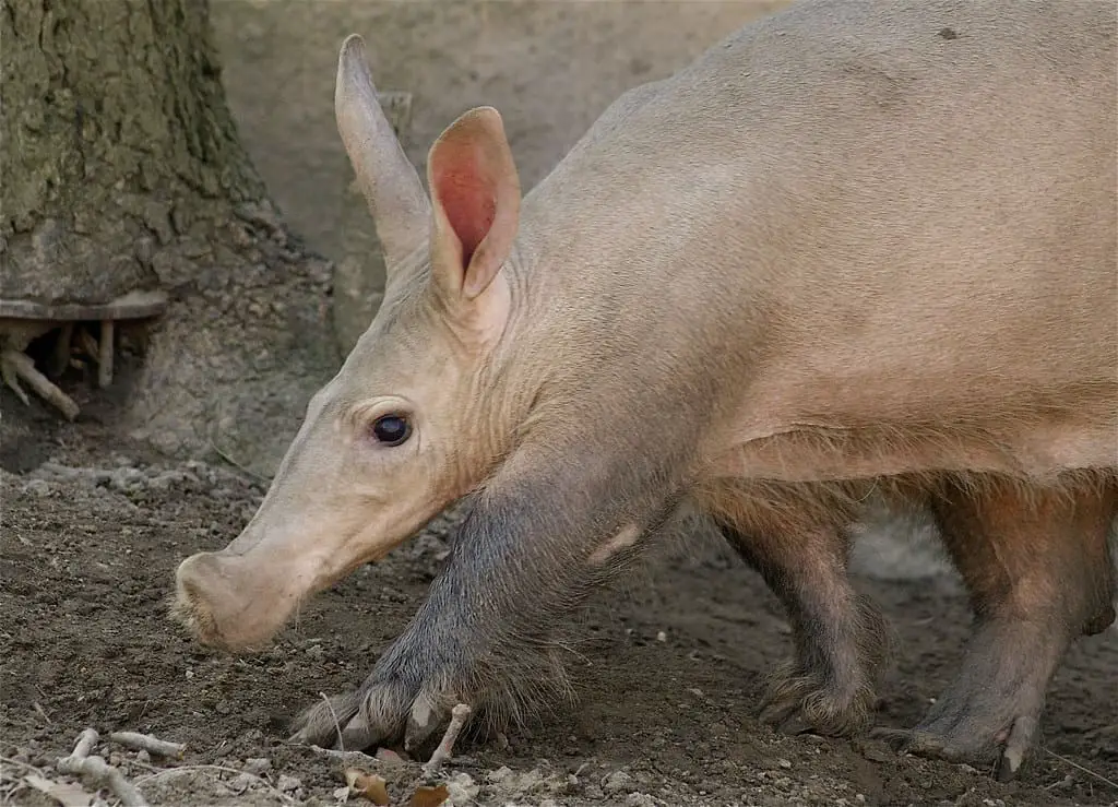 Aardvarks - Discover the Fascinating World of Africa's Mysterious Earth Pigs