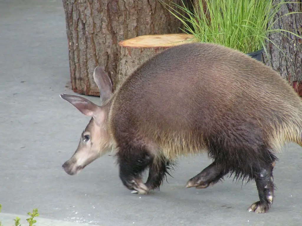 Aardvarks - Discover the Fascinating World of Africa's Mysterious Earth Pigs